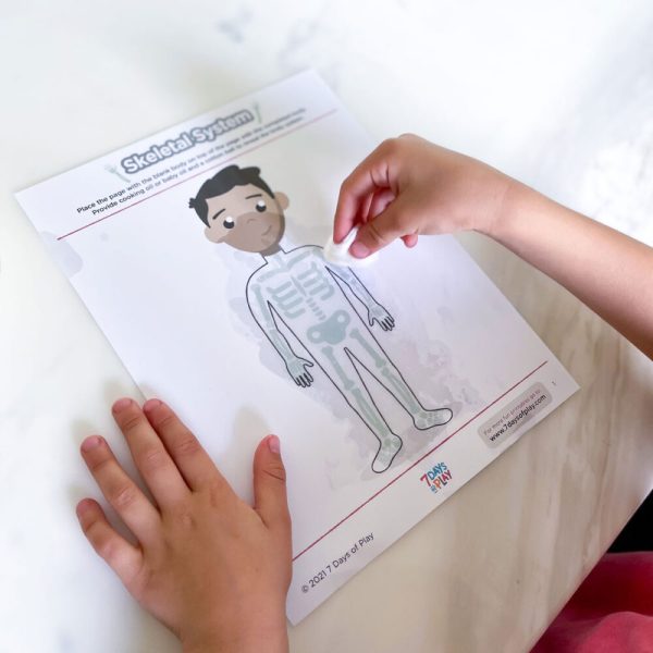 systems of the body for kids printable