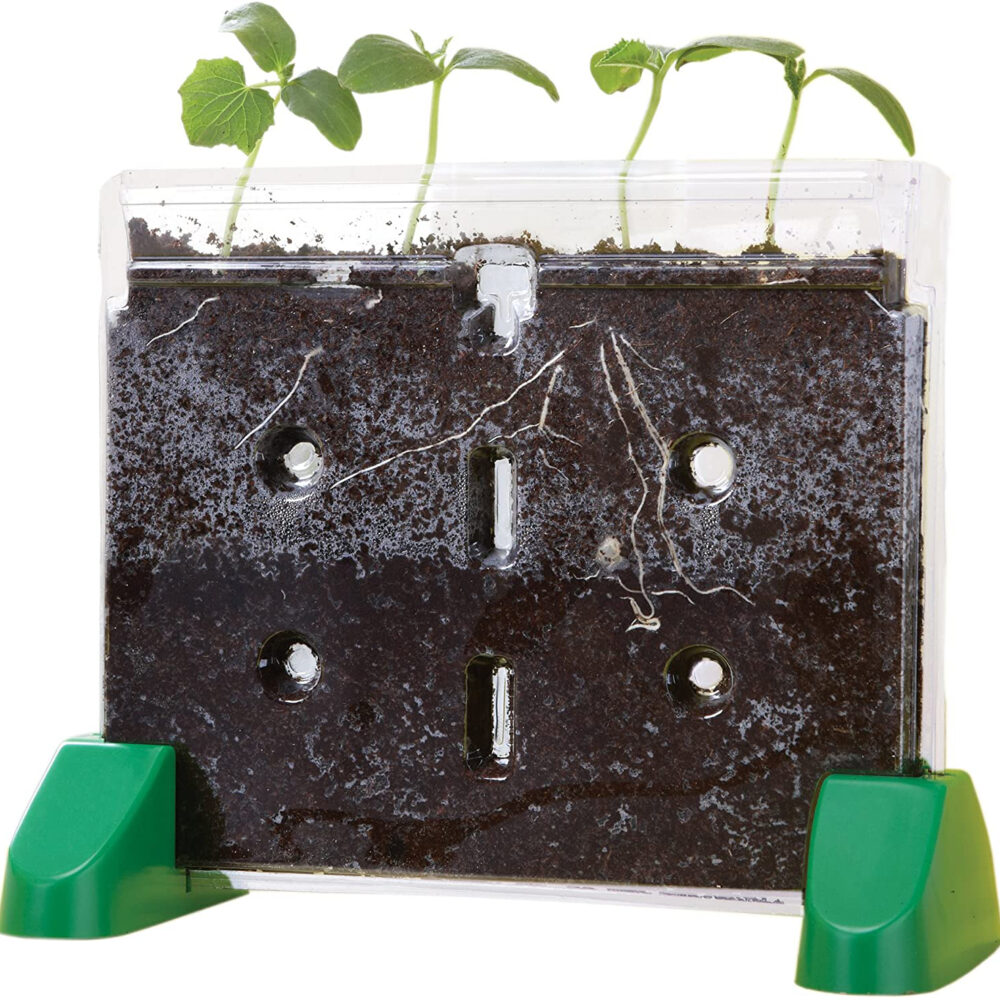 Sprout and Grow Plant cycle Learning with kids