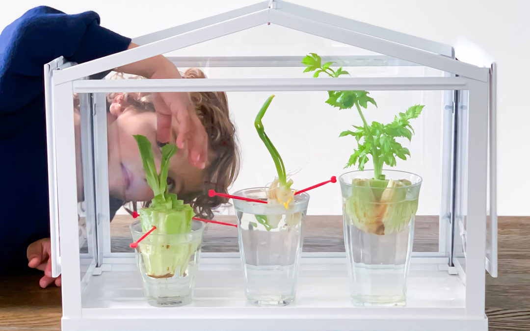Science Experiment with Food – Regrowing Food Scraps