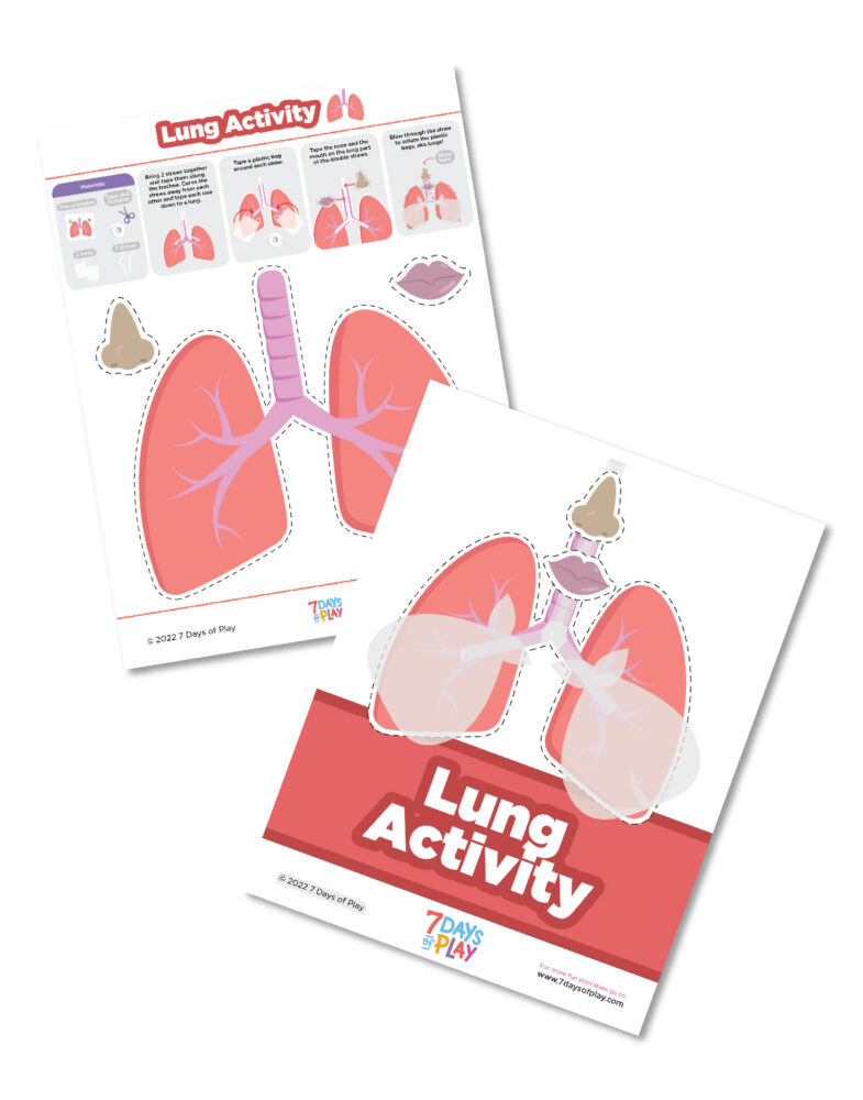 lung-anatomy-7-days-of-play
