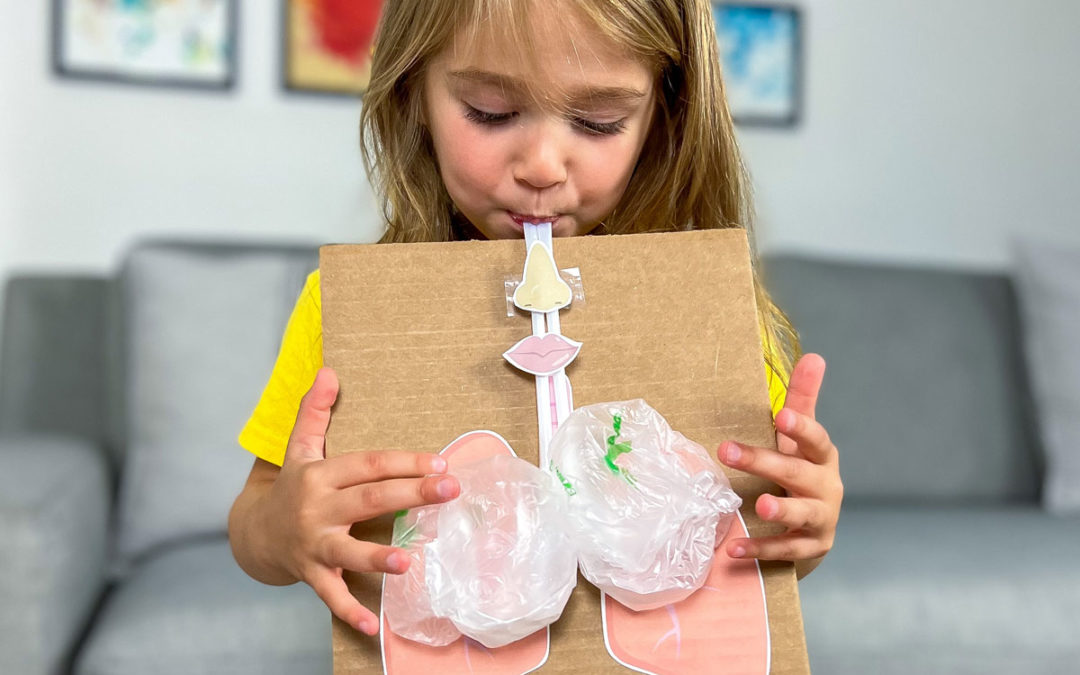 Activity for Respiratory System: Free Printable Lung Lesson