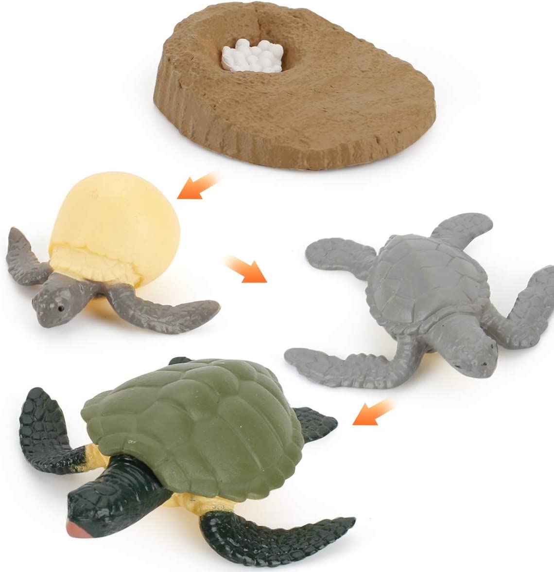 life cycle of sea turtle