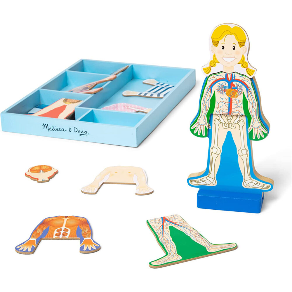 Anatomy Puzzle for kids