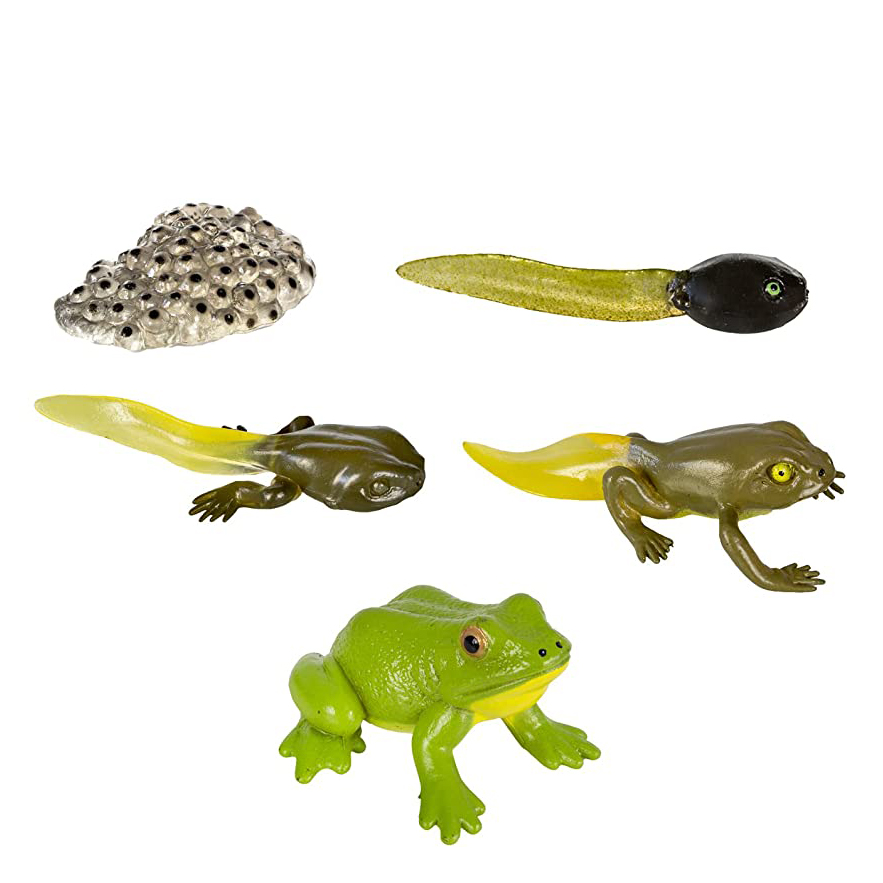 life cycle of frog toy