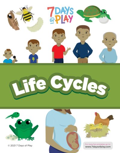 Life Cycles - Free printable