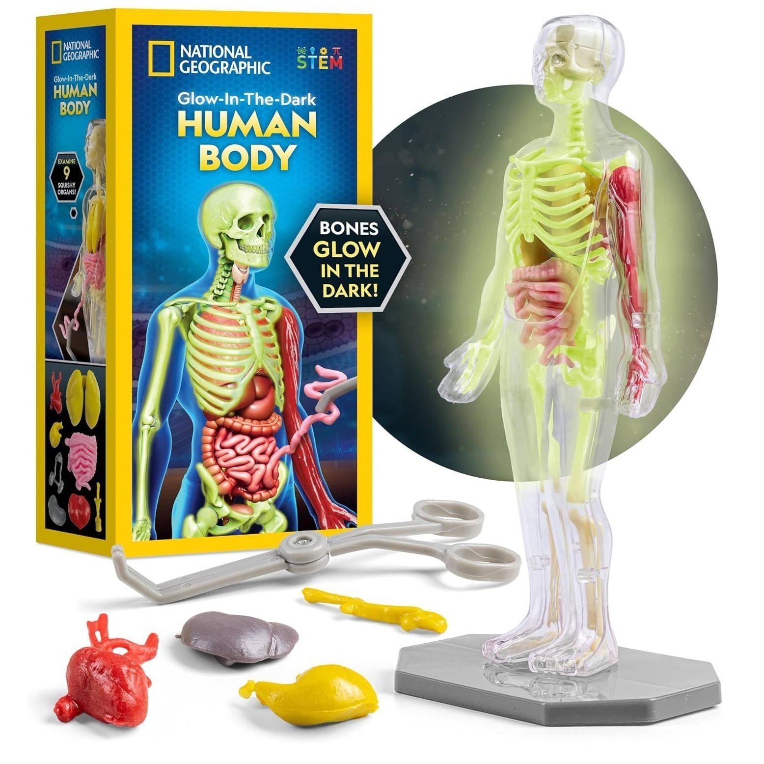 best learning toys for the human body