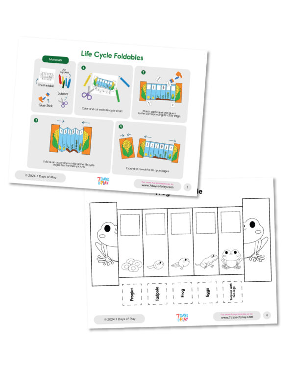 Life Cycles Foldable Coloring Booklet - Printable