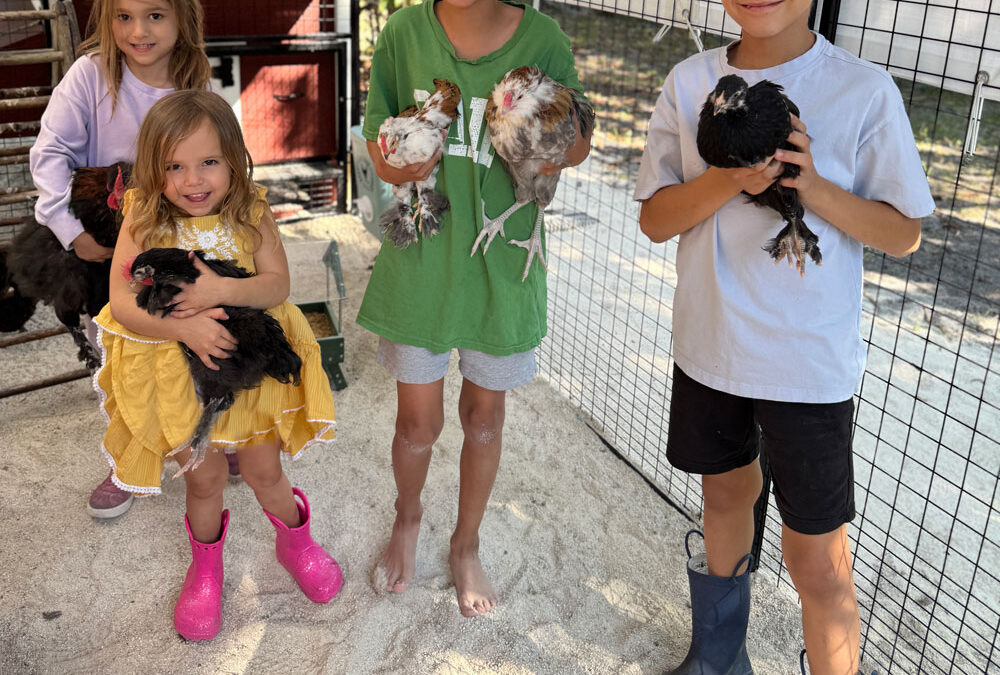 Hatching Eggs and Raising Chickens: A Family-Friendly Guide